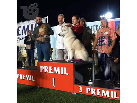 Siberian Husky, αρσενικά κουτάβια